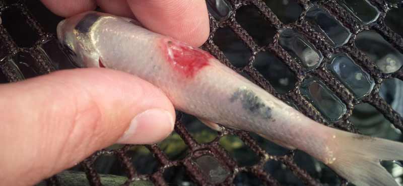 KOI ULCERS, BODY SORES – Aqua Meds KOI ULCERS, BODY SORES – Aqua Meds