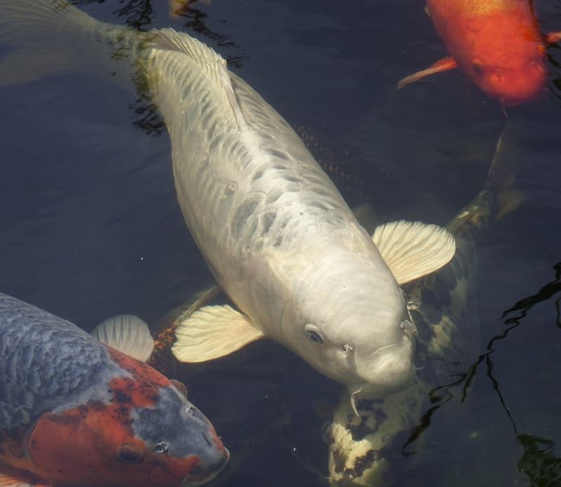 7 Steps to Koi Winter Survival - Hydrosphere Water Gardens