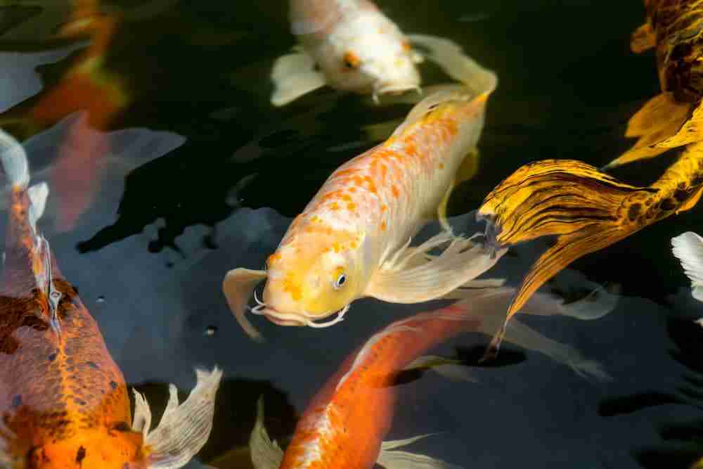 What Do Baby Koi Fish Eat? What Do Baby Koi Fish Eat?